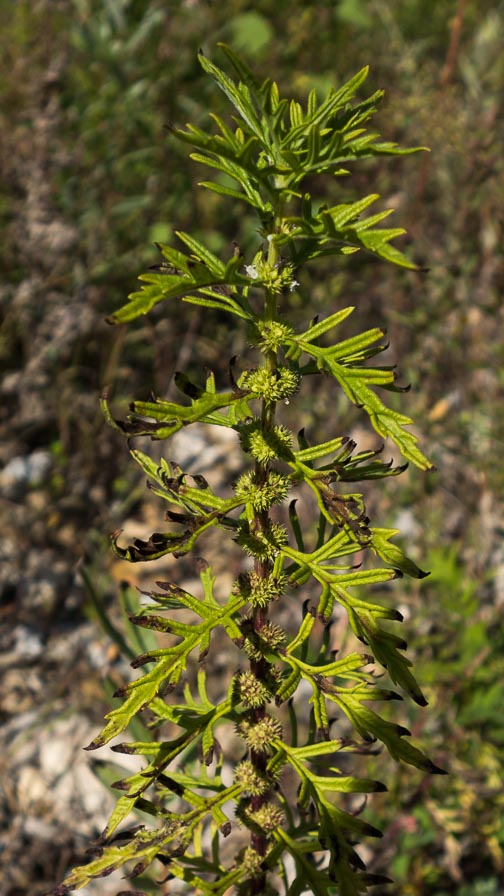 Lycopus exaltatus (Lamiaceae)